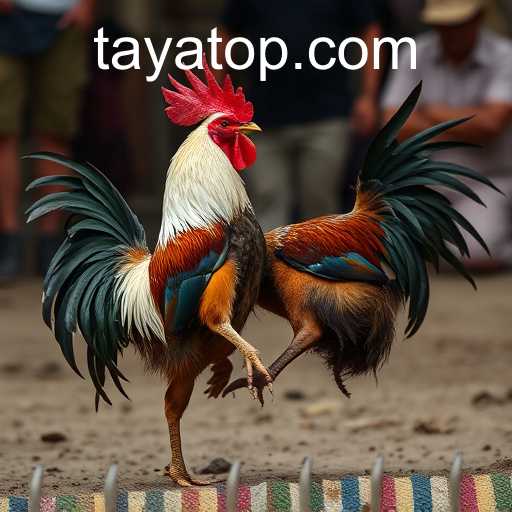 Cockfighting